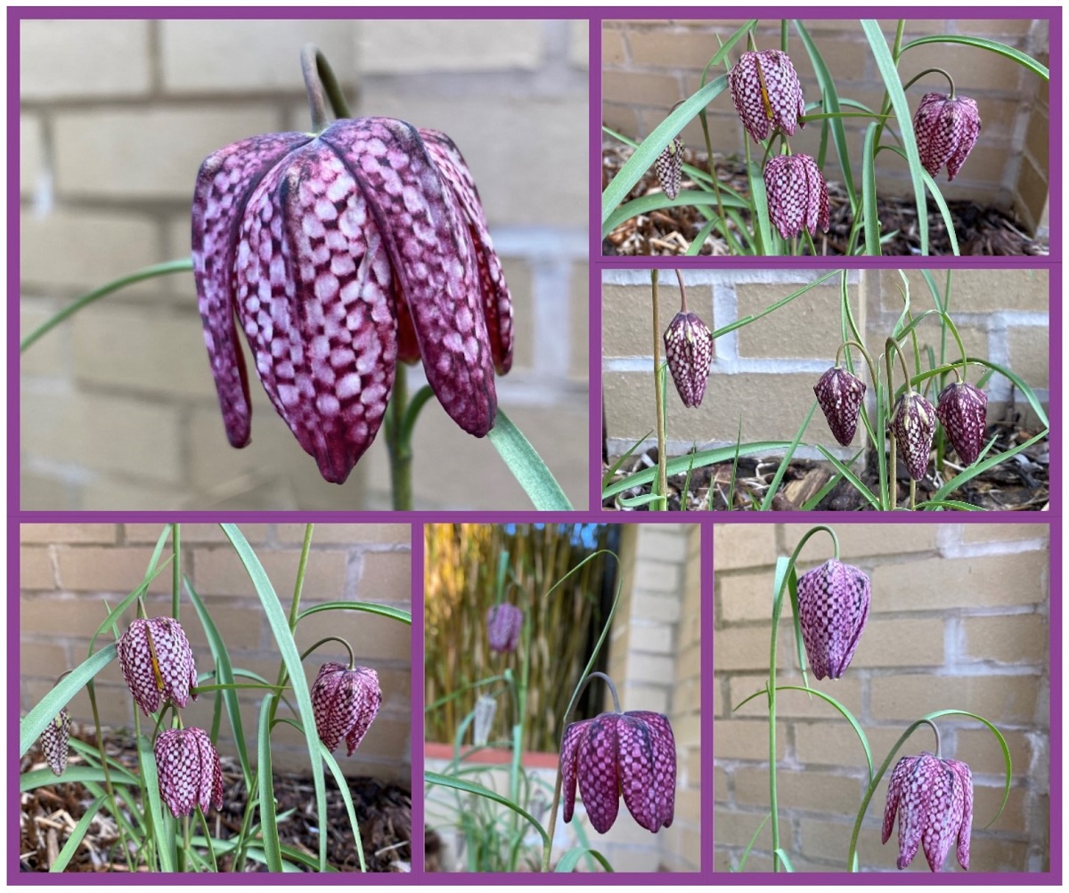 Snakes Head Fritillary – ‘Fritillaria Meleagris’ - Checkmate